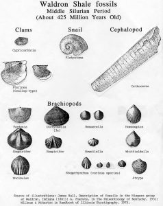 Shell Fossils: Brachiopods, Clams, Snails and Cephalopods